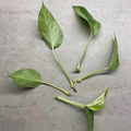 Marble Queen Pothos Cuttings Set of 4 Unrooted Epipremnum Aureum in Sphagnum Moss