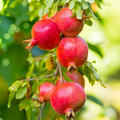 Wonderful Pomegranate Cuttings – 5 Unrooted 8–10 Inch Propagation Fruit Tree Punica granatum