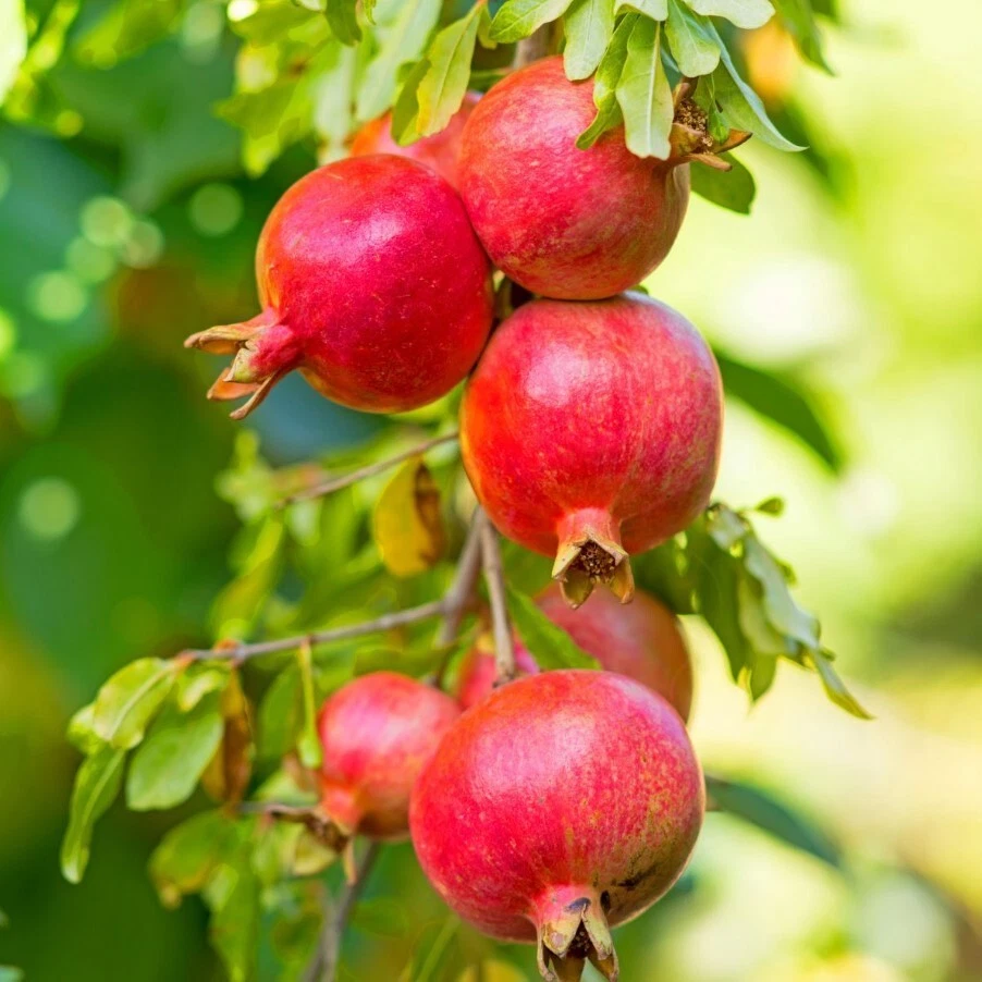 Wonderful Pomegranate Cuttings – 5 Unrooted 8–10 Inch Propagation Fruit Tree Punica granatum