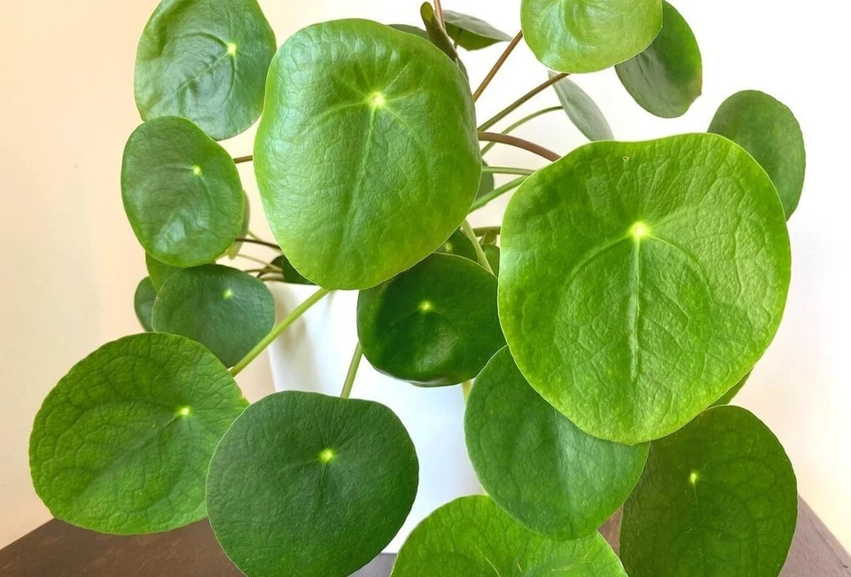 Live Pilea Peperomioides Plant – Chinese Money Plant, 4–7 Inch Tall Houseplant, Bare Root Indoor Foliage
