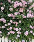 Heirloom Cecile Brunner Rose Cuttings – 16 Live Propagation Cuttings for Fragrant Pink Bushes, Rosa ‘Cécile Brünner’