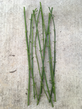 Winter Jasmine Cuttings – 10 Live 12 Inch Jasminum Nudiflorum Vine Shrub with Yellow Flowers