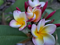 Plumeria Rubra Unrooted Cuttings – 2 Frangipani Cuttings 10–12 Inch Long