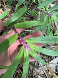 Tradescantia Zebrina Cuttings – 5 Live Unrooted Wandering Jew Houseplant Propagation Cuttings