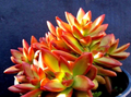 Sedum adolphii ‘Firestorm’ Succulent Cuttings – Unrooted Pups for Propagation, Compact Ornamental Succulent, Container & Garden Use