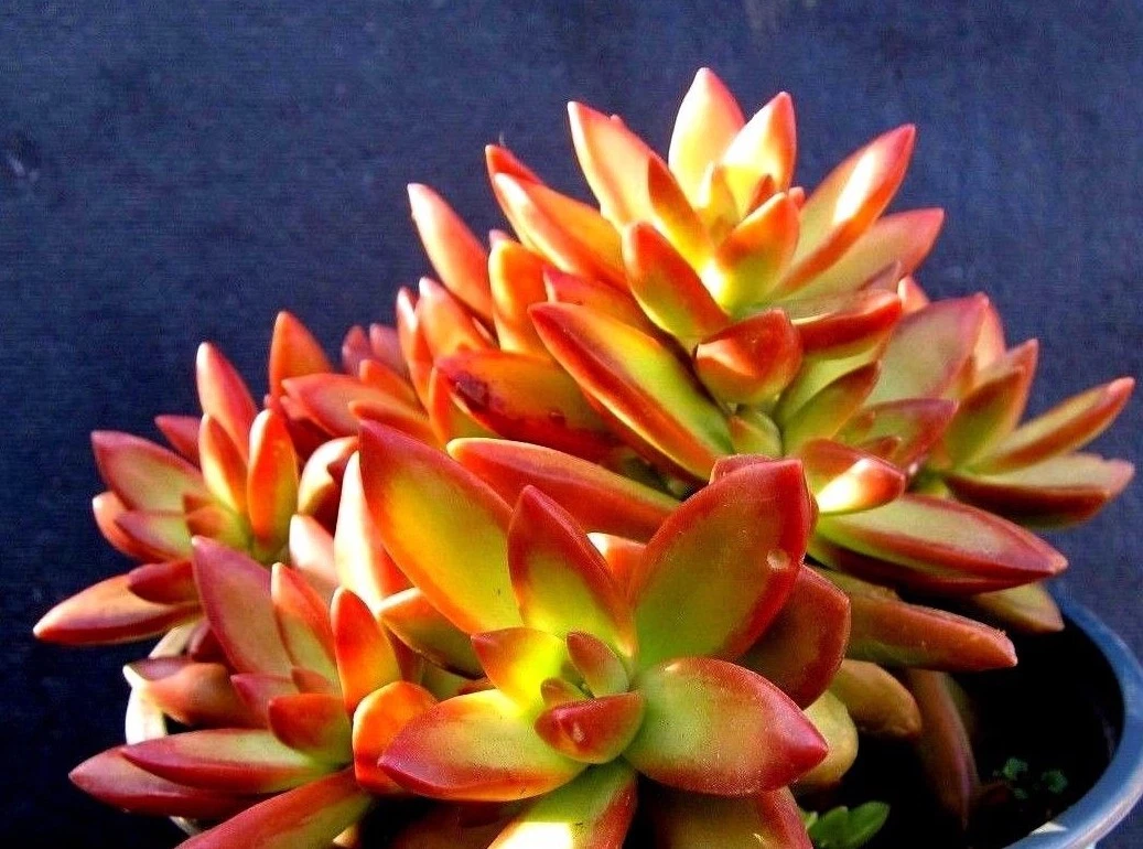 Sedum adolphii ‘Firestorm’ Succulent Cuttings – Unrooted Pups for Propagation, Compact Ornamental Succulent, Container & Garden Use