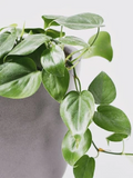 Philodendron Cordatum Heartleaf Cuttings 6–8 Inch Rooting Cuttings Set of 4