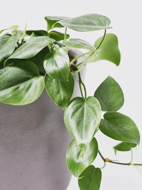 Philodendron Cordatum Heartleaf Cuttings 6–8 Inch Rooting Cuttings Set of 4