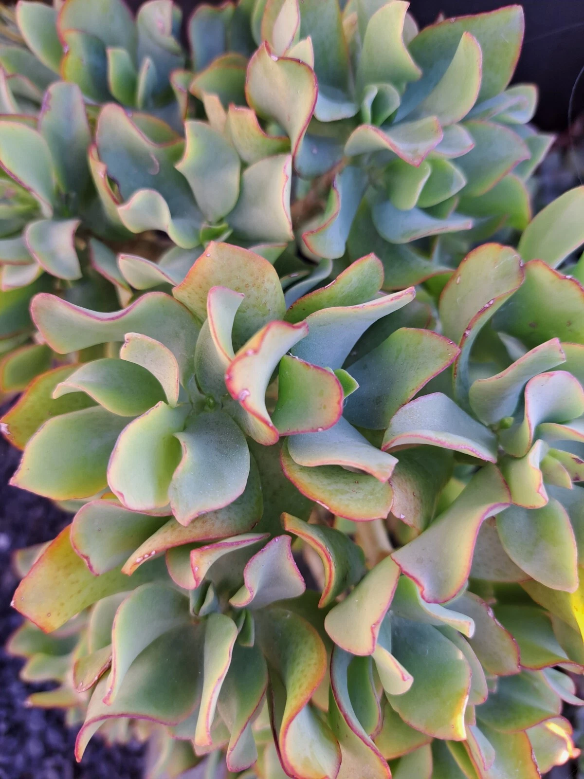 Ripple Jade Cuttings - 5 Crassula Arborescens Undulatifolia Ruffle Jade Cuttings for Succulent Propagation