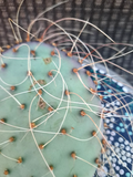 Opuntia Azurea Parva Cactus Cutting - Live Unrooted Prickly Pear Segment
