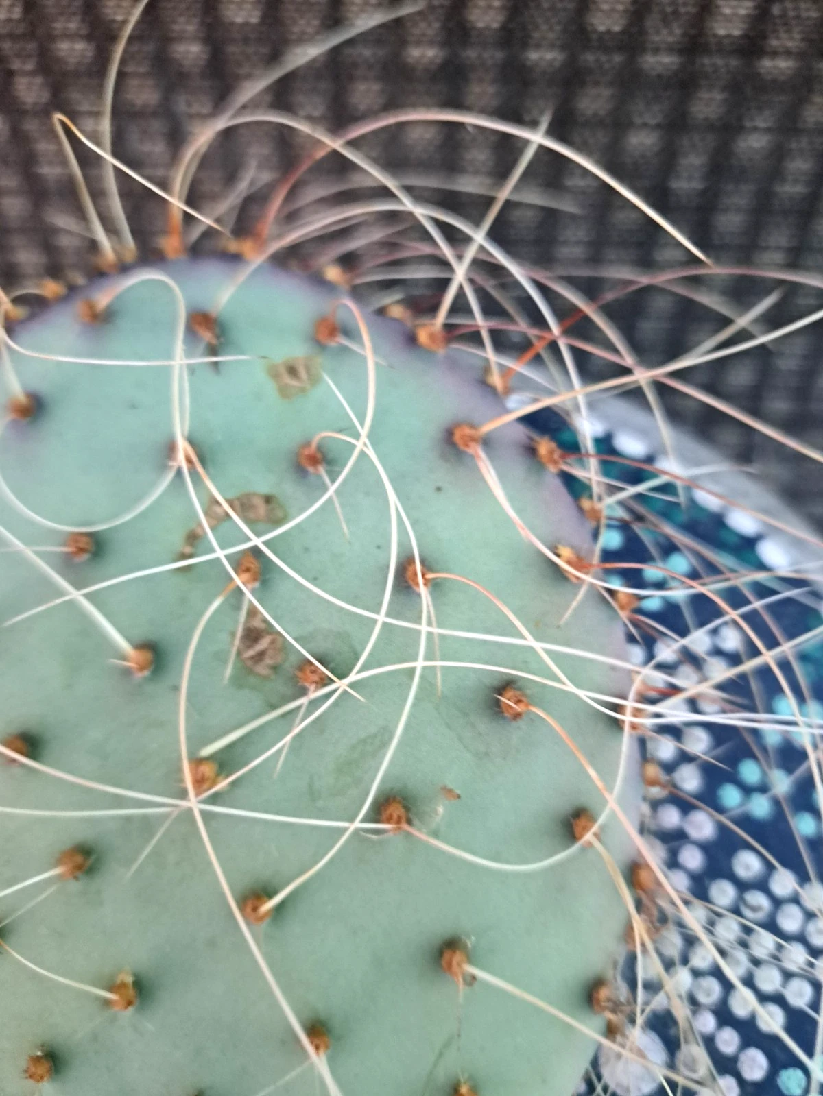 Opuntia Azurea Parva Cactus Cutting - Live Unrooted Prickly Pear Segment