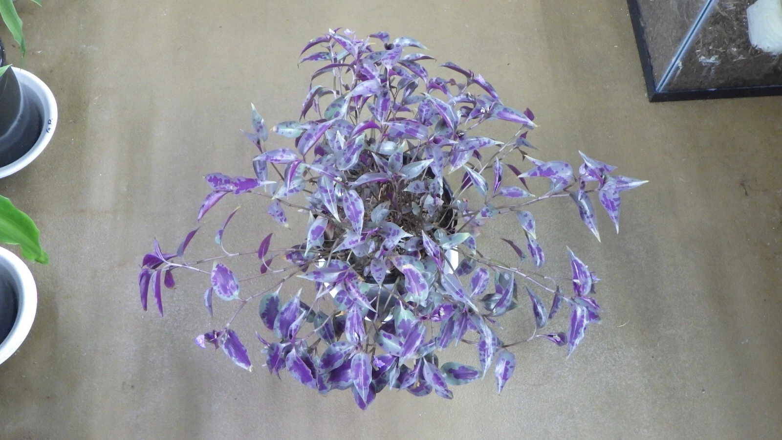 Tinantia pringlei Cuttings – Mexican Speckled Wandering Jew Houseplant Propagation, Trailing Foliage, Indoor Garden