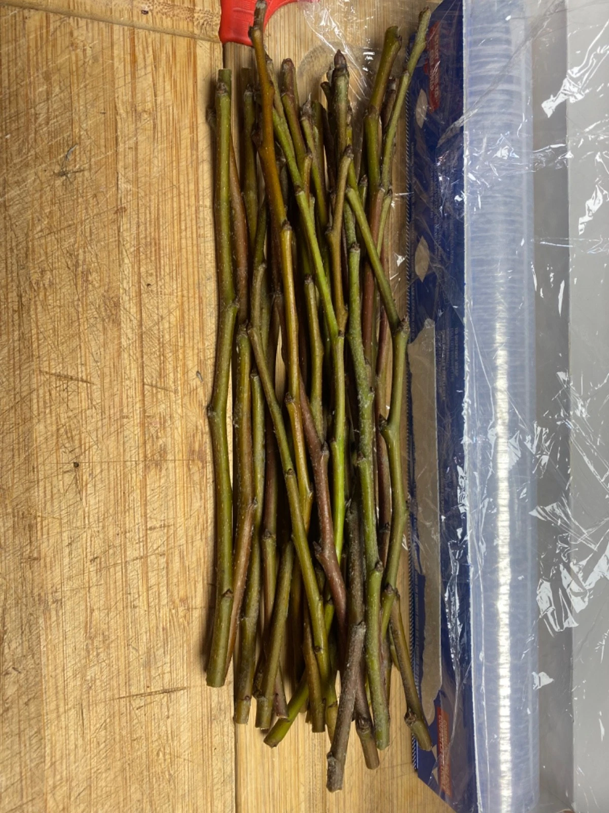 Olive Tree Cuttings – Fresh Unrooted Olea Europaea for Propagation
