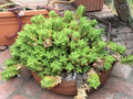 Aloe Juvenna Succulent Cuttings Set of 5 - Tiger Tooth Aloe Propagation Unrooted Plants 7 Inches