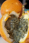 Sweet Granadilla Vine Cuttings - 6 Unrooted Passiflora ligularis Cuttings for Propagation