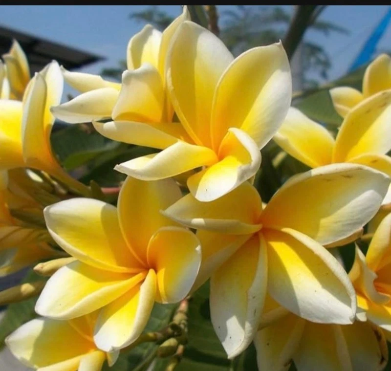 Yellow Hawaiian Plumeria Cutting Live, Frangipani Tree Propagation, 8 Inch, Tropical Flowering Plant