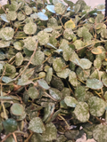 Hoya curtisii Cutting - 6 Inch Unrooted Wax Plant Propagation Houseplant, Trailing Silver Speckled Foliage