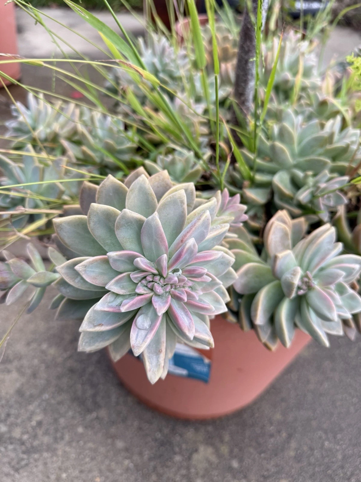 Ghost Plant Succulent Cuttings 4 Inch Unrooted Graptopetalum paraguayense for Propagation and Indoor Growing