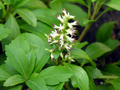 Pachysandra Procumbens Rooted Cuttings - Allegheny Spurge Native Ground Cover Set of 5