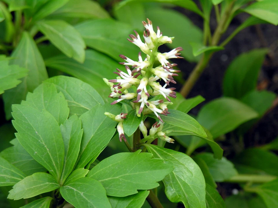 Pachysandra Procumbens Rooted Cuttings - Allegheny Spurge Native Ground Cover Set of 5