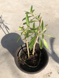 Goji Berry Live Plant Cuttings in Pot – Rooted Lycium barbarum Shrub for Garden or Container Growing
