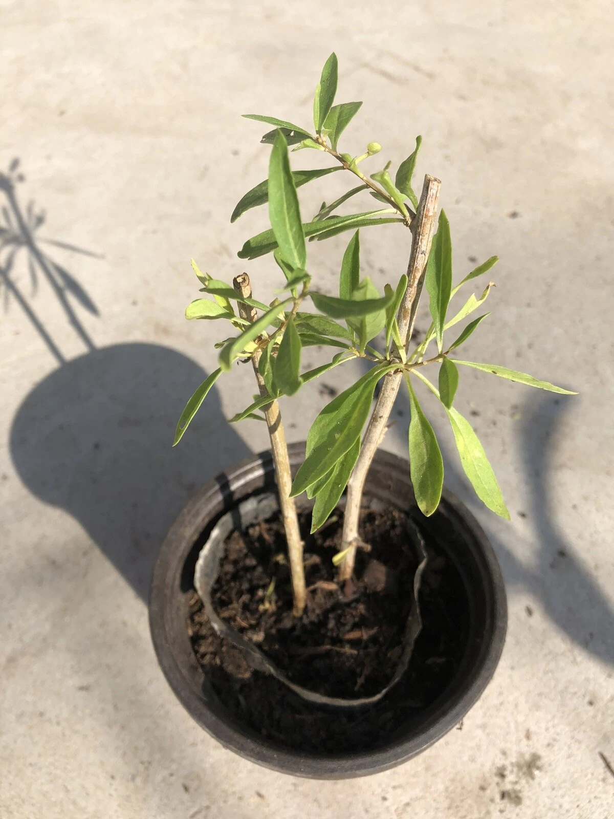 Goji Berry Live Plant Cuttings in Pot – Rooted Lycium barbarum Shrub for Garden or Container Growing