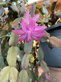 Pink Schlumbergera Buckleyi Cactus Cuttings – 6 Live Unrooted Holiday Cactus Propagation for Indoor Containers