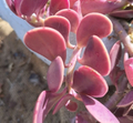 Trailing Jade Succulent Cuttings - 3 Live Senecio jacobsenii Cuttings for Propagation