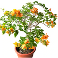 California Gold Bougainvillea Rooted Plants – Set of 2 Live Flowering Vines, Bare Root, Golden Yellow Bracts, Climbing, Bougainvillea spp.