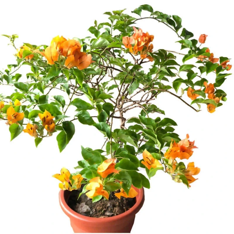 California Gold Bougainvillea Rooted Plants – Set of 2 Live Flowering Vines, Bare Root, Golden Yellow Bracts, Climbing, Bougainvillea spp.