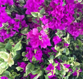 Blueberry Ice Bougainvillea Live Plants – Set of 2 Rooted Variegated Climbing/Vining Bougainvillea, No Pot, Full Sun, Drought Tolerant