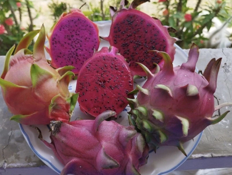 Vietnamese Red Dragon Fruit Cutting – 8-12 Inch Stem for Rooting & Propagation – Hylocereus costaricensis Climbing Cactus Plant