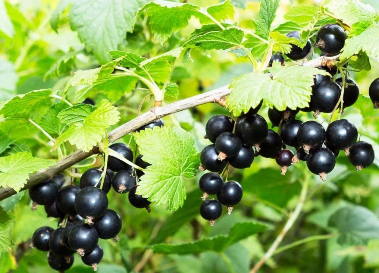 Black Currant Cuttings – 8 Fresh Ribes Nigrum Cuttings 8–10 Inches Long for Propagation