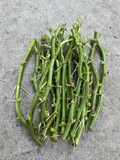 Sweet Potato Slips – 15 Rooted Ipomoea Batatas Cuttings for Garden Planting, Vining, Ready to Grow