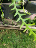 Fishbone Cactus Cuttings Set of 6 | Epiphyllum anguliger | Zig Zag Flat-Stemmed Epiphytic Cactus Unrooted Propagation