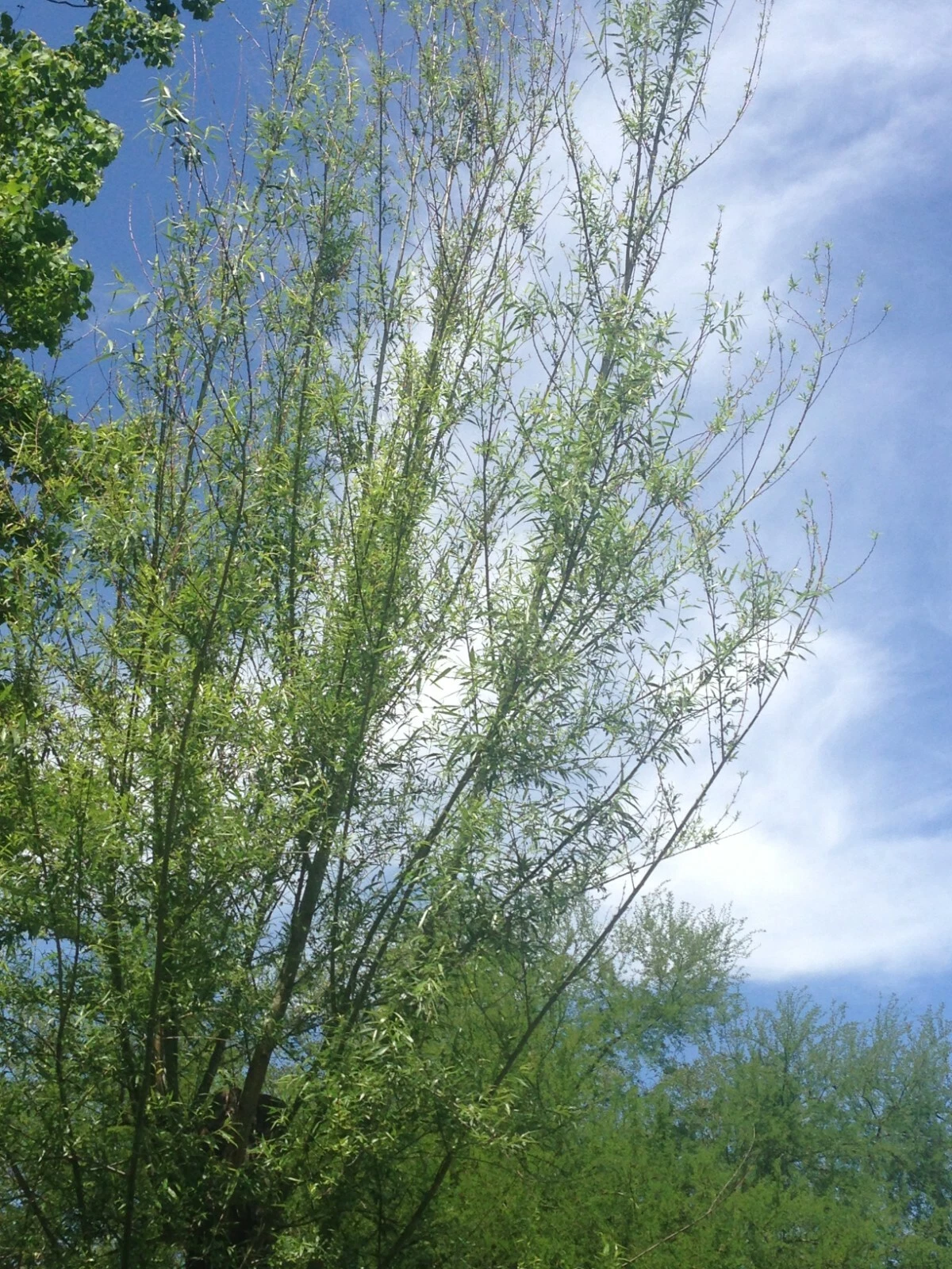 Willow Tree Cuttings – 18 Live Unrooted Salix Stems for Propagation, 5-8 Inches, Deciduous Garden Tree
