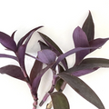Tradescantia Pallida Purple Heart Live Unrooted Cuttings – Purple Queen Trailing Houseplant, Propagation, Indoor & Outdoor
