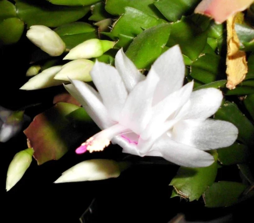 Thanksgiving Cactus Cuttings, 3 White Schlumbergera truncata Segments for Propagation, Holiday Indoor Houseplant