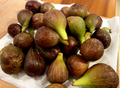 Violetta Fig Cuttings - Cold Hardy Ficus carica Unrooted Scions Set of 4
