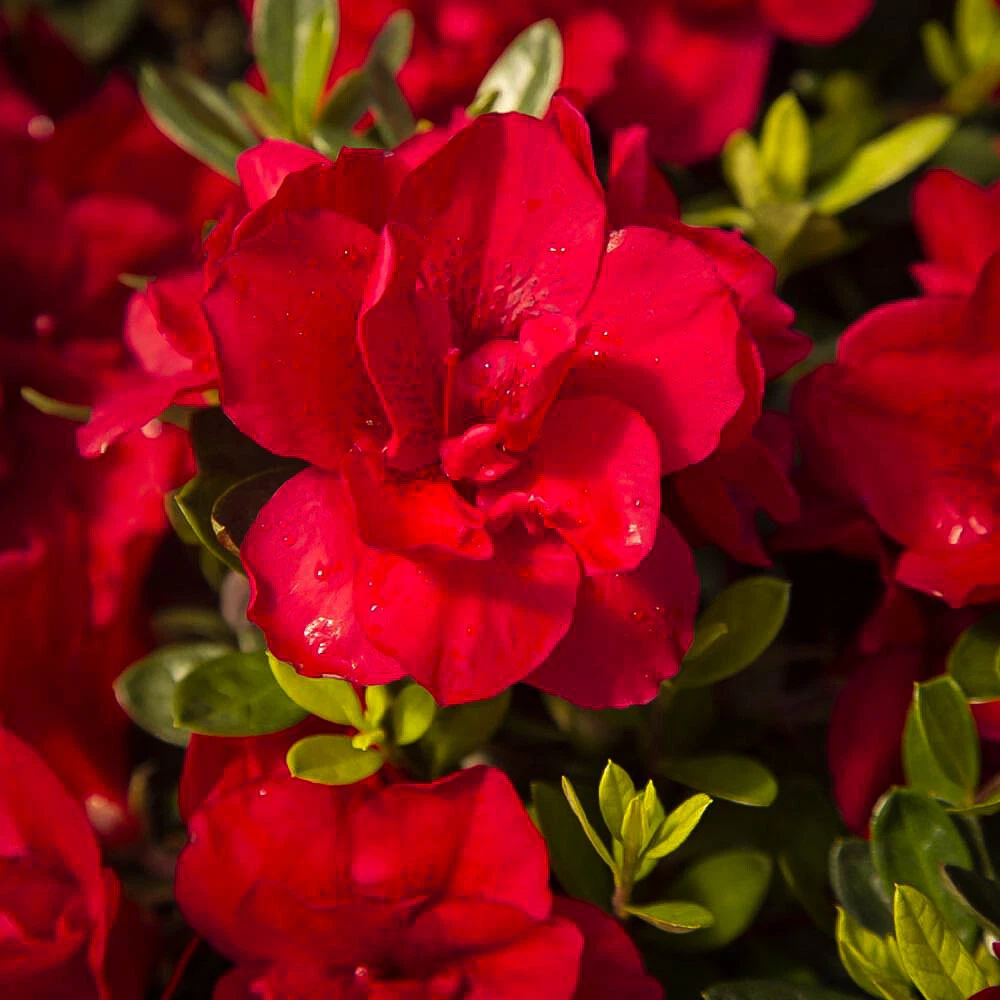 Encore Autumn Bonfire Azalea Rooted Starter Plant, Deciduous Rhododendron ‘Robleza’ for Garden & Containers