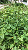 Beauregard Sweet Potato Slips – 15 Live Ipomoea batatas Cuttings for Garden Planting & Growing