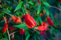 Red Turk’s Cap Cuttings – 6 Unrooted Malvaviscus arboreus Stems for Propagation, Sleeping Hibiscus, Tropical Ornamental Shrubs