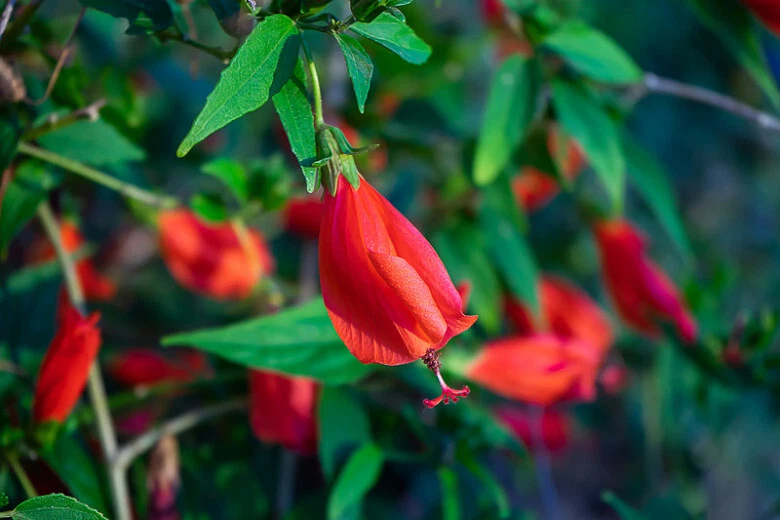 Red Turk’s Cap Cuttings – 6 Unrooted Malvaviscus arboreus Stems for Propagation, Sleeping Hibiscus, Tropical Ornamental Shrubs