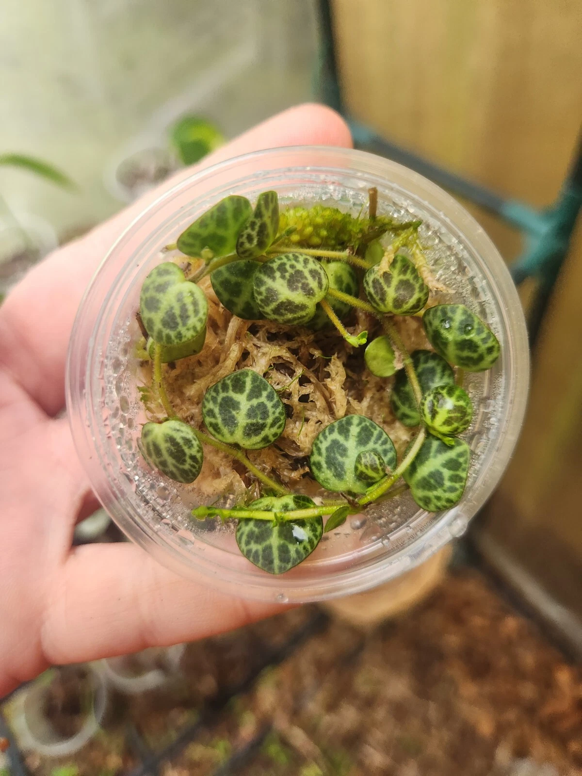 Peperomia Prostrata Starter Plant – String of Turtles Live Indoor Houseplant in Propagation Cup, Trailing Foliage, Peperomia prostrata