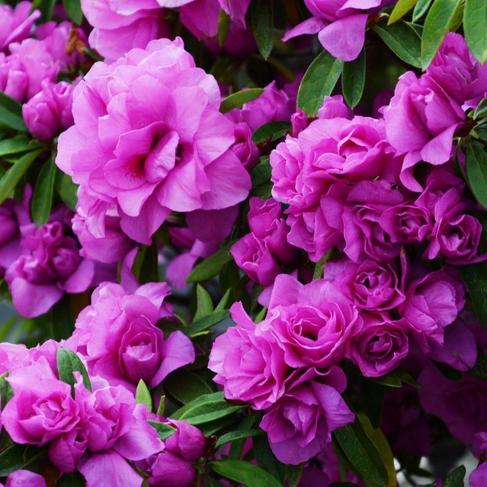 Amelia Rose Azalea Starter Plant – Deciduous Rhododendron Shrub for Garden