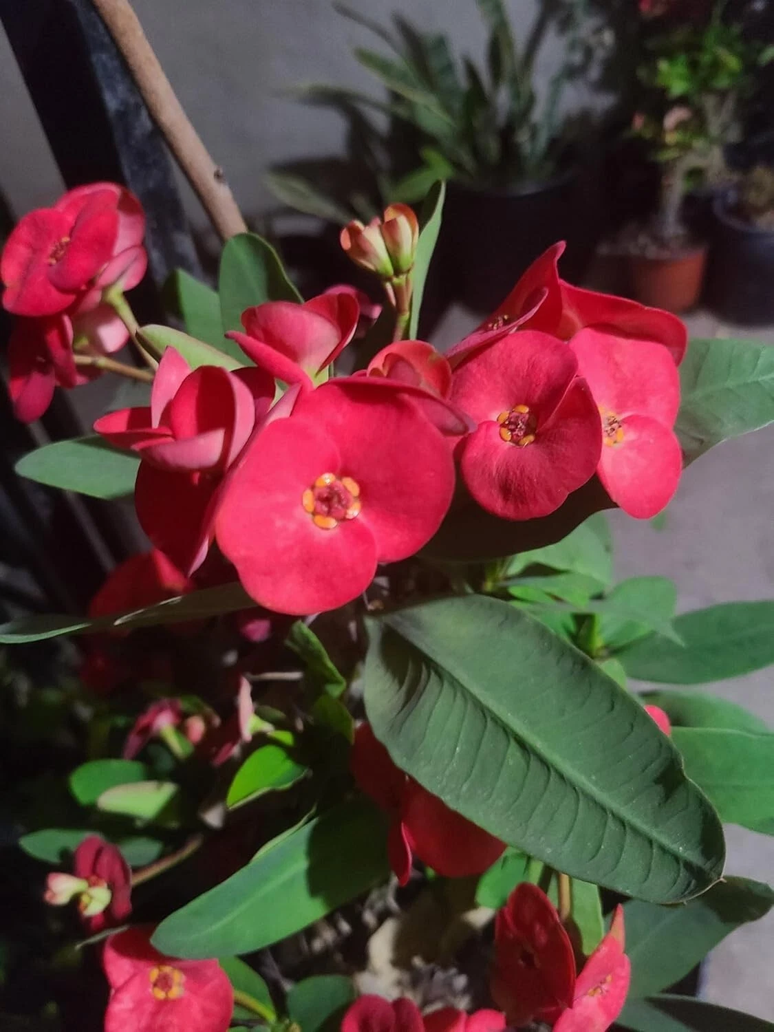 Euphorbia Milii Crown of Thorns Cuttings – Live Succulent Plant for Indoor & Outdoor Growing