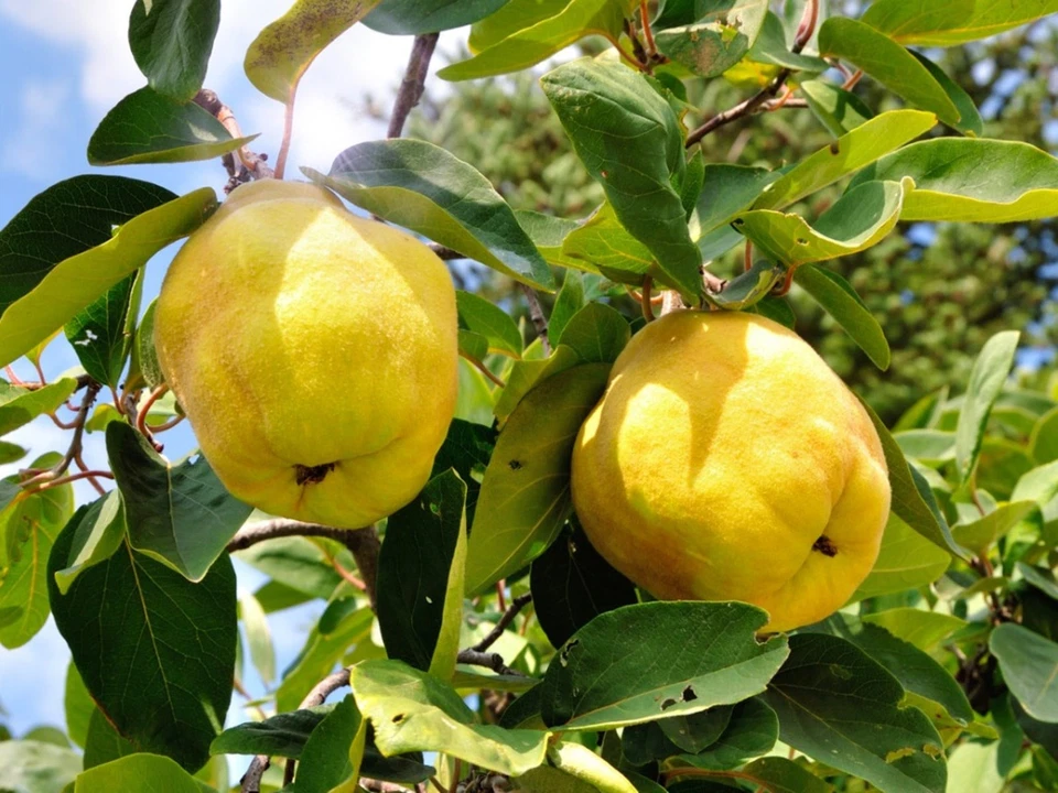 Honey Quince Unrooted Cuttings – 5 Cydonia oblonga Cuttings for Rooting and Propagation