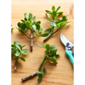Unrooted Jade Plant Succulent Cuttings – 20 Green Crassula ovata Propagation Stems 2-5 Inches