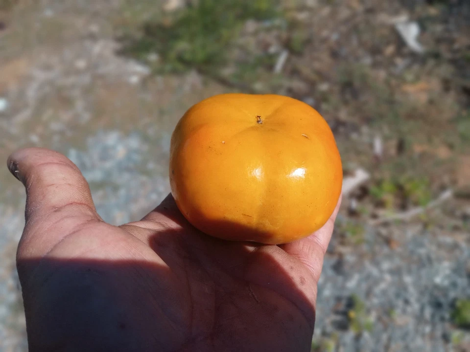 Unrooted Fuyu Persimmon Tree Cuttings - 8 Inch Diospyros Kaki for Grafting & Propagation
