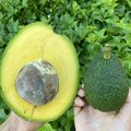 Live Marcus Pumpkin Avocado Cuttings Set of 5 for Propagation - Unrooted Persea americana Grafting Material